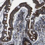 Bit1 Antibody in Immunohistochemistry (Paraffin) (IHC (P))