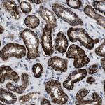 ATP1B1 Antibody in Immunohistochemistry (Paraffin) (IHC (P))