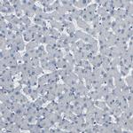 C15orf48 Antibody in Immunohistochemistry (Paraffin) (IHC (P))