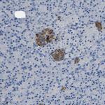 C15orf48 Antibody in Immunohistochemistry (Paraffin) (IHC (P))