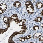 C15orf48 Antibody in Immunohistochemistry (Paraffin) (IHC (P))