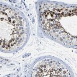 C15orf48 Antibody in Immunohistochemistry (Paraffin) (IHC (P))