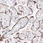 ROBO2 Antibody in Immunohistochemistry (Paraffin) (IHC (P))