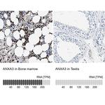 Annexin A3 Antibody