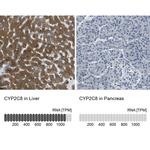 CYP2C8 Antibody