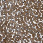 CYP2C8 Antibody in Immunohistochemistry (Paraffin) (IHC (P))