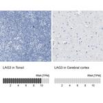 CD223 Antibody