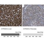 CYP2C8 Antibody