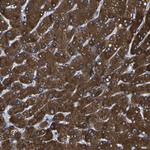 CYP2C8 Antibody in Immunohistochemistry (Paraffin) (IHC (P))