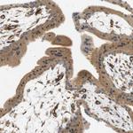 Cytohesin 3 Antibody in Immunohistochemistry (Paraffin) (IHC (P))