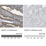 IQGAP1 Antibody