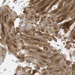 PDE3A Antibody in Immunohistochemistry (Paraffin) (IHC (P))