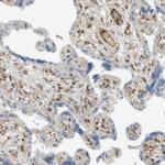 PDE3A Antibody in Immunohistochemistry (Paraffin) (IHC (P))