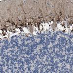 MARCH8 Antibody in Immunohistochemistry (Paraffin) (IHC (P))