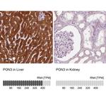 PON3 Antibody