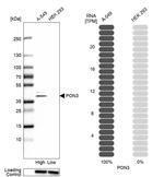 PON3 Antibody