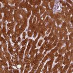 PON3 Antibody in Immunohistochemistry (Paraffin) (IHC (P))