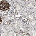 GPRC5B Antibody in Immunohistochemistry (Paraffin) (IHC (P))