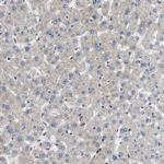 GPRC5B Antibody in Immunohistochemistry (Paraffin) (IHC (P))