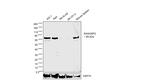 RASGRP2 Antibody in Western Blot (WB)