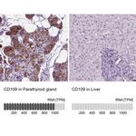 CD109 Antibody