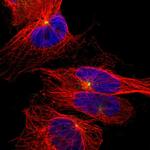 UNC5CL Antibody in Immunocytochemistry (ICC/IF)