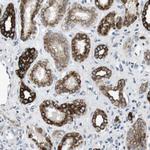 UNC5CL Antibody in Immunohistochemistry (Paraffin) (IHC (P))