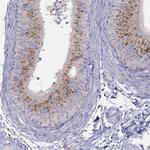 MGAT4C Antibody in Immunohistochemistry (Paraffin) (IHC (P))