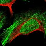 GANC Antibody in Immunocytochemistry (ICC/IF)