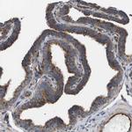 BST-2 Antibody in Immunohistochemistry (Paraffin) (IHC (P))