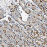 JIK Antibody in Immunohistochemistry (Paraffin) (IHC (P))