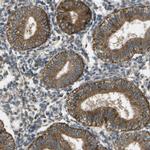 HFE Antibody in Immunohistochemistry (Paraffin) (IHC (P))