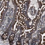 UBXN8 Antibody in Immunohistochemistry (Paraffin) (IHC (P))