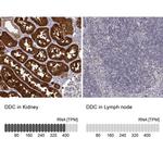 DOPA Decarboxylase Antibody