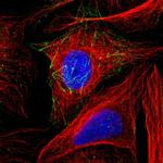 DOPA Decarboxylase Antibody in Immunocytochemistry (ICC/IF)