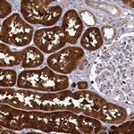 DOPA Decarboxylase Antibody in Immunohistochemistry (Paraffin) (IHC (P))