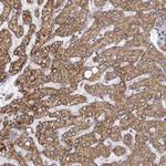 DOPA Decarboxylase Antibody in Immunohistochemistry (Paraffin) (IHC (P))