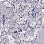 DOPA Decarboxylase Antibody in Immunohistochemistry (Paraffin) (IHC (P))