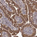 DOPA Decarboxylase Antibody in Immunohistochemistry (Paraffin) (IHC (P))