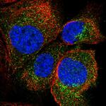 AKR1A1 Antibody in Immunocytochemistry (ICC/IF)