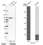 CD98 Antibody