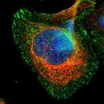 CD98 Antibody in Immunocytochemistry (ICC/IF)