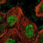 SETDB1 Antibody in Immunocytochemistry (ICC/IF)