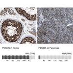 PDCD5 Antibody