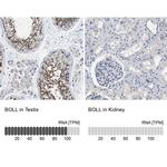 BOLL Antibody