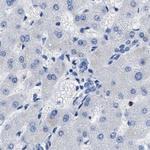 BOLL Antibody in Immunohistochemistry (Paraffin) (IHC (P))