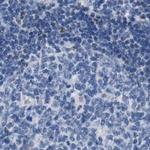 BOLL Antibody in Immunohistochemistry (Paraffin) (IHC (P))