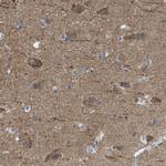 LFG Antibody in Immunohistochemistry (Paraffin) (IHC (P))