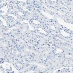 LFG Antibody in Immunohistochemistry (Paraffin) (IHC (P))