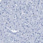 LFG Antibody in Immunohistochemistry (Paraffin) (IHC (P))